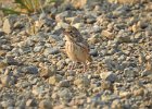 Vesper Sparrow (7)