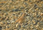 Vesper Sparrow (8)
