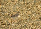 Vesper Sparrow (9)