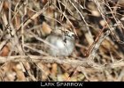078 - 876 Lark Sparrow
