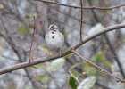 102Lark Sparrow