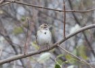 103Lark Sparrow