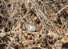 Lark Sparrow (10)
