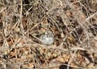 Lark Sparrow (11)
