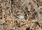 Lark Sparrow (12)