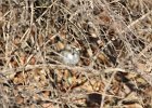 Lark Sparrow (13)