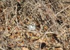 Lark Sparrow (14)