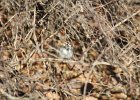 Lark Sparrow (15)