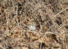 Lark Sparrow (16)