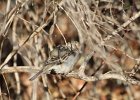 Lark Sparrow (2)