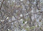 Lark Sparrow (26)