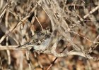 Lark Sparrow (3)
