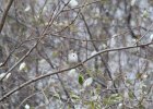 Lark Sparrow (30)