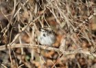Lark Sparrow (4)