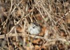 Lark Sparrow (5)