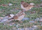 Lark Sparrow (57)