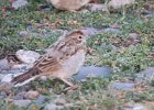 Lark Sparrow (58)