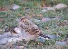 Lark Sparrow (59)