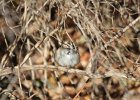 Lark Sparrow (6)
