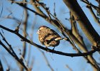 Lark Sparrow (60)