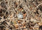 Lark Sparrow (7)