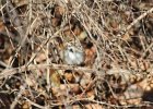Lark Sparrow (9)