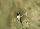 Black-throated Sparrow (1)
