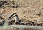 Sagebrush Sparrow (3)