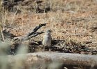 Sagebrush Sparrow (4)