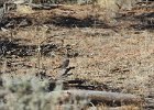 Sagebrush Sparrow (5)