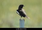 078 - 880 Lark Bunting