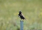 Lark Bunting (6)