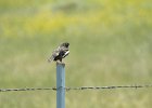 Lark Bunting (9)