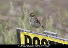 078 - 881 Savannah Sparrow