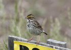 101Savannah Sparrow