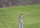 Savannah Sparrow (1)