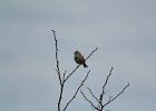 Savannah Sparrow (11)