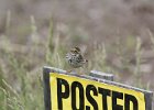 Savannah Sparrow (15)