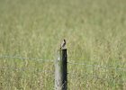 Savannah Sparrow (16)