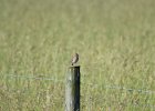 Savannah Sparrow (17)