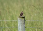 Savannah Sparrow (18)