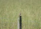 Savannah Sparrow (19)