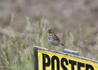 Savannah Sparrow (2)