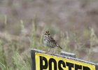Savannah Sparrow (3)