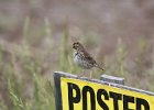 Savannah Sparrow (4)