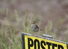 Savannah Sparrow (5)