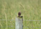 Savannah Sparrow (7)