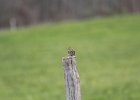 Savannah Sparrow (8)