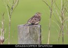 078 - 882 Grasshopper Sparrow