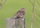 101Grasshopper Sparrow (10)